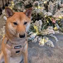 Thumbnail photo of Mochi #1