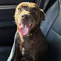 Thumbnail photo of Rascal #1