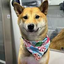 Thumbnail photo of Mochi #3