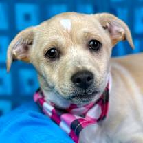 Thumbnail photo of Charm #1