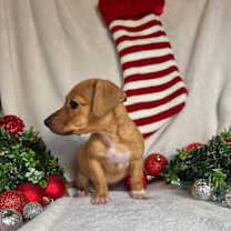 Thumbnail photo of Citrus #4