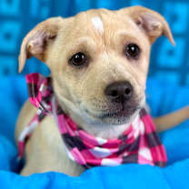 Thumbnail photo of Charm #3