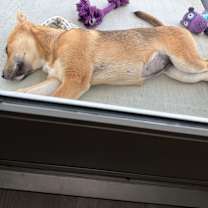 Thumbnail photo of Lavender #4