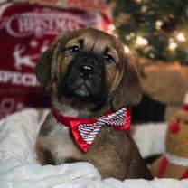 Thumbnail photo of (lp4) Ridge #1