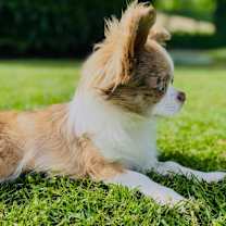 Thumbnail photo of Louie #4