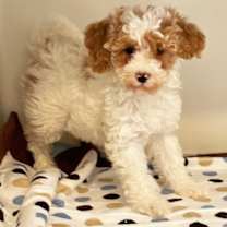 Thumbnail photo of BOONE (HAPPY FELLOW!) #2