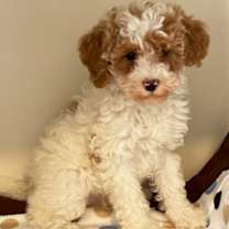 Thumbnail photo of BOONE (HAPPY FELLOW!) #3