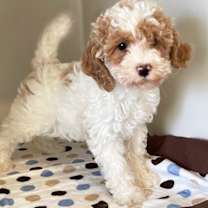 Thumbnail photo of BOONE (HAPPY FELLOW!) #4