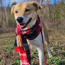 Thumbnail photo of Digger #1