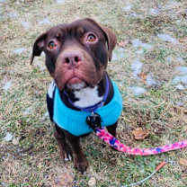 Thumbnail photo of Lil Strawberry #1