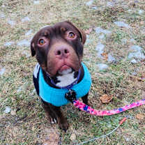 Thumbnail photo of Lil Strawberry #2