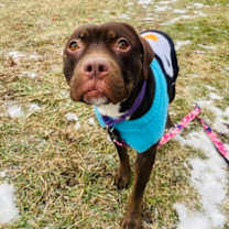 Thumbnail photo of Lil Strawberry #3