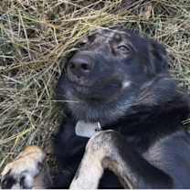 Thumbnail photo of Carrot #4