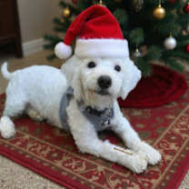 Thumbnail photo of Glinda #2