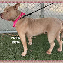 Thumbnail photo of PEPPA #4