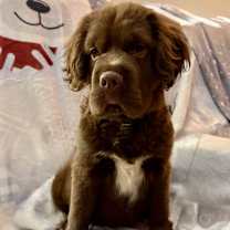 Thumbnail photo of Ralphie #1