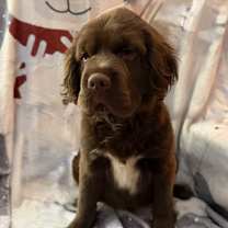 Thumbnail photo of Ralphie #4