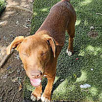 Thumbnail photo of Caine #1