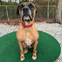 Thumbnail photo of Vega #3