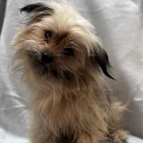 Thumbnail photo of Chandler #3