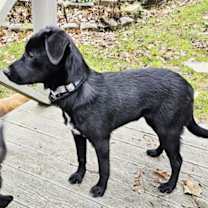 Thumbnail photo of PUPPY BLAIR #3