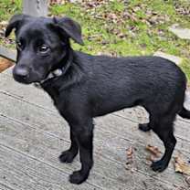 Thumbnail photo of PUPPY BLAIR #1