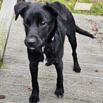 Thumbnail photo of PUPPY BLAIR #4