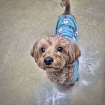 Thumbnail photo of Aladdin (HDS) #1