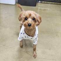 Thumbnail photo of Aladdin (HDS) #2