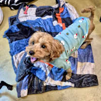 Thumbnail photo of Aladdin (HDS) #3