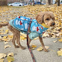 Thumbnail photo of Aladdin (HDS) #4