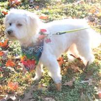 Thumbnail photo of OZZIE #3