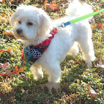 Thumbnail photo of OZZIE #1