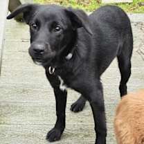 Thumbnail photo of PUPPY BLAIR #2