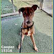 Thumbnail photo of COOPER #3