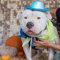 Thumbnail photo of Bosley #1