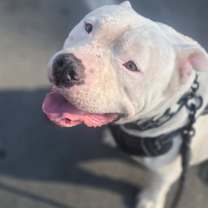 Thumbnail photo of Bosley #3