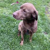 Thumbnail photo of Peanut Butter #1