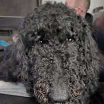 Thumbnail photo of Sophia #3