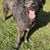 Thumbnail photo of Caesar #1