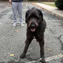 Thumbnail photo of Caesar #4