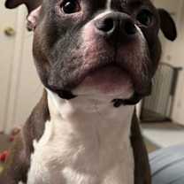 Thumbnail photo of Boomer #3