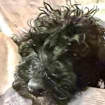 Thumbnail photo of Ribbons #2