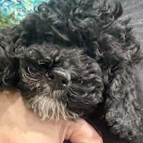 Thumbnail photo of Ribbons #4