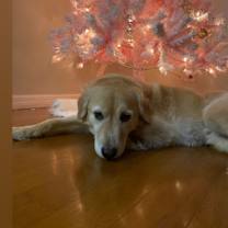 Thumbnail photo of Henry #3