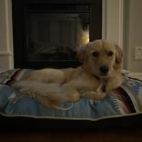 Thumbnail photo of Henry #1