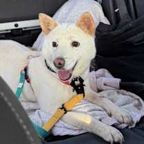 Thumbnail photo of Baba (HDS) #2