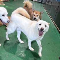 Thumbnail photo of Baba (HDS) #3