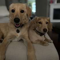 Thumbnail photo of Henry #2