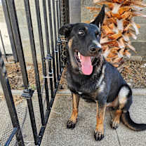 Thumbnail photo of Moonie #1